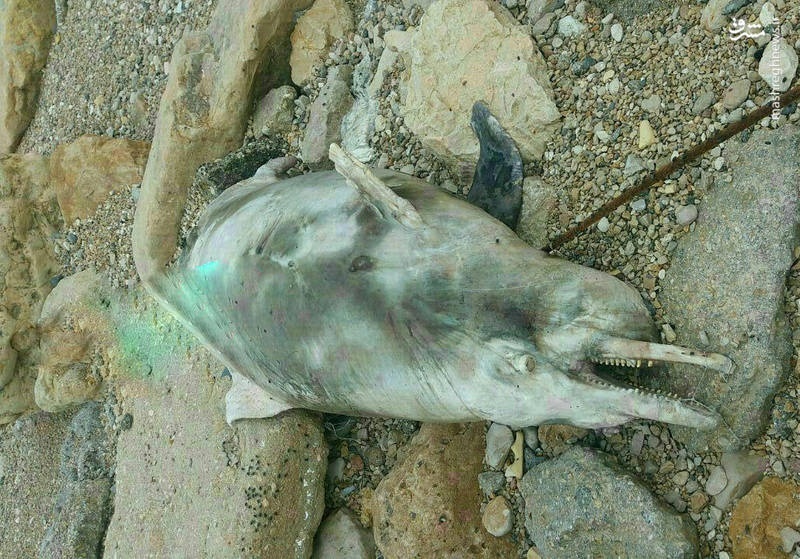 مرگ دلفین‌های خلیج فارس +عکس