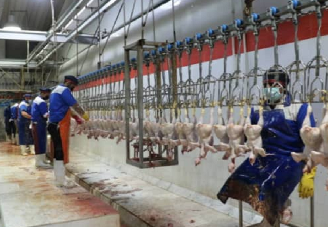 بازدید شبانه فرمانداران بستک و خمیر از کشتارگاه صنعتی مرغ کوخرد
