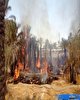 آتش‌سوزی در ۶ هکتار از نخلستان‌های ‌رودان